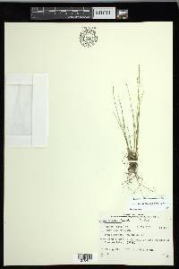 Carex leptalea subsp. leptalea image