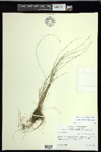 Carex leptalea subsp. leptalea image