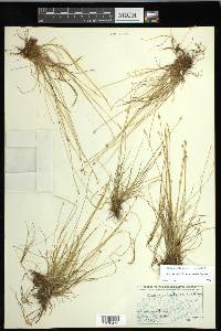 Carex leptalea subsp. leptalea image