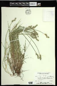 Carex longii image