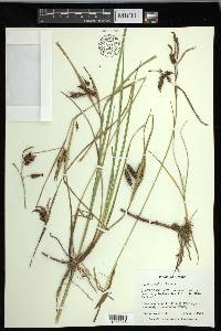 Carex lyngbyei image