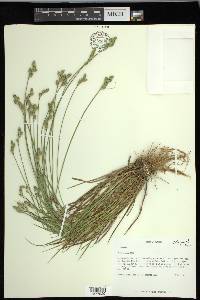 Carex longii image