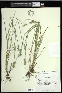 Carex longii image