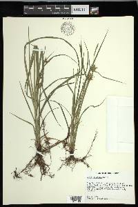 Carex louisianica image