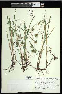 Carex louisianica image