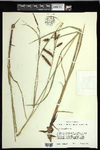 Carex lyngbyei image