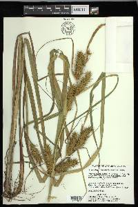 Carex lupuliformis image