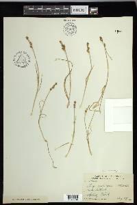 Carex mackenziei image