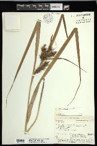 Carex lupuliformis image