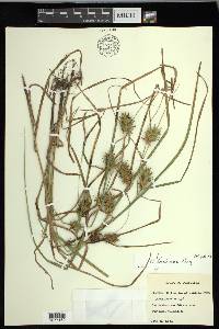 Carex louisianica image