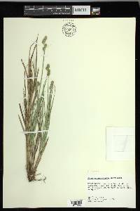 Carex longii image