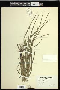 Carex louisianica image