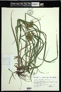 Carex lupuliformis image