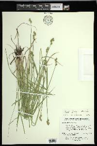 Carex longii image