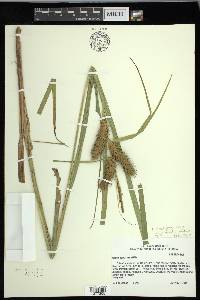 Carex lupuliformis image