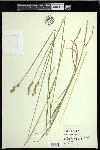 Carex longii image