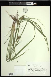 Carex louisianica image