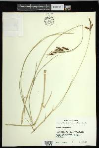 Carex lyngbyei image