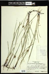 Carex louisianica image