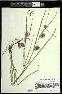 Carex louisianica image