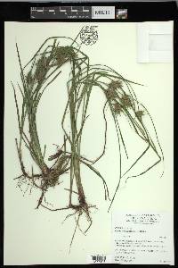 Carex louisianica image