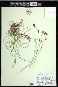 Carex luzulina image