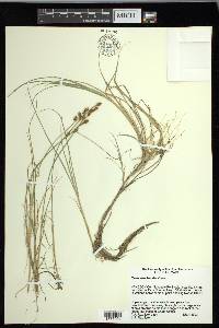 Carex mackenziei image