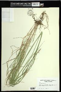 Carex longii image