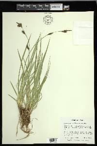 Carex luzulina image