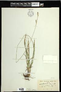 Carex luzulina image