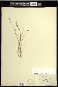 Carex mackenziei image