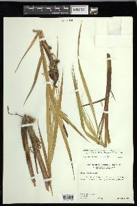 Carex lyngbyei image