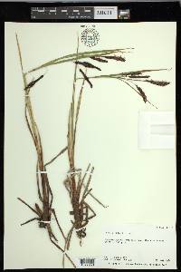 Carex lyngbyei image