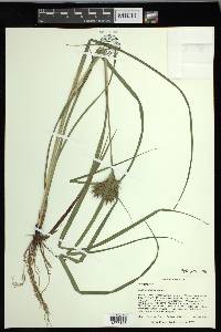 Carex lupuliformis image