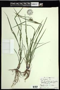 Carex louisianica image