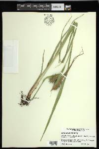 Carex lupuliformis image