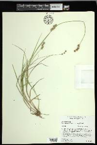 Carex longii image