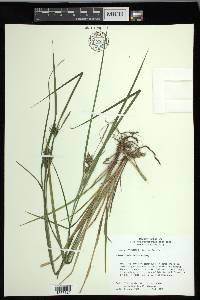 Carex louisianica image