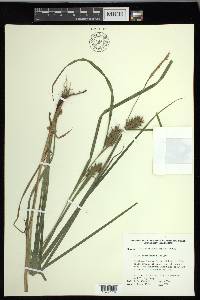 Carex louisianica image