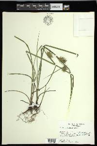 Carex louisianica image