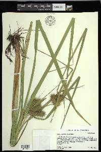 Carex lupuliformis image