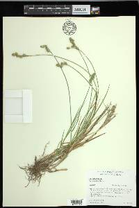 Carex longii image