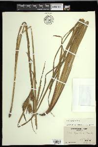 Carex lupuliformis image