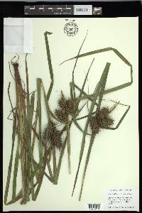 Carex lupuliformis image