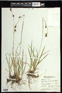 Carex luzulina image