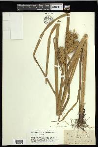 Carex lupuliformis image