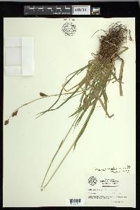 Carex luzulifolia image