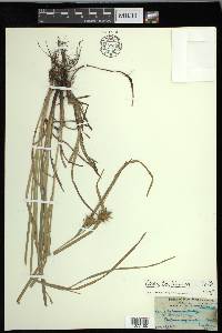 Carex louisianica image