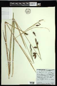 Carex lyngbyei image