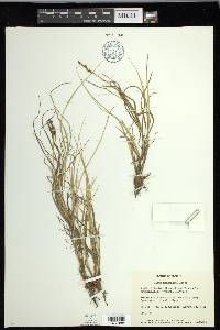 Carex mackenziei image